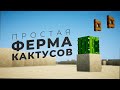 Простая и автоматическая ферма кактусов и опыта в Minecraft