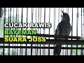 Cucak Rawis Bayeman Gacorr Pancingan Cucak Rawis Yang Malas Bunyi Mp3 - Mp4 Download