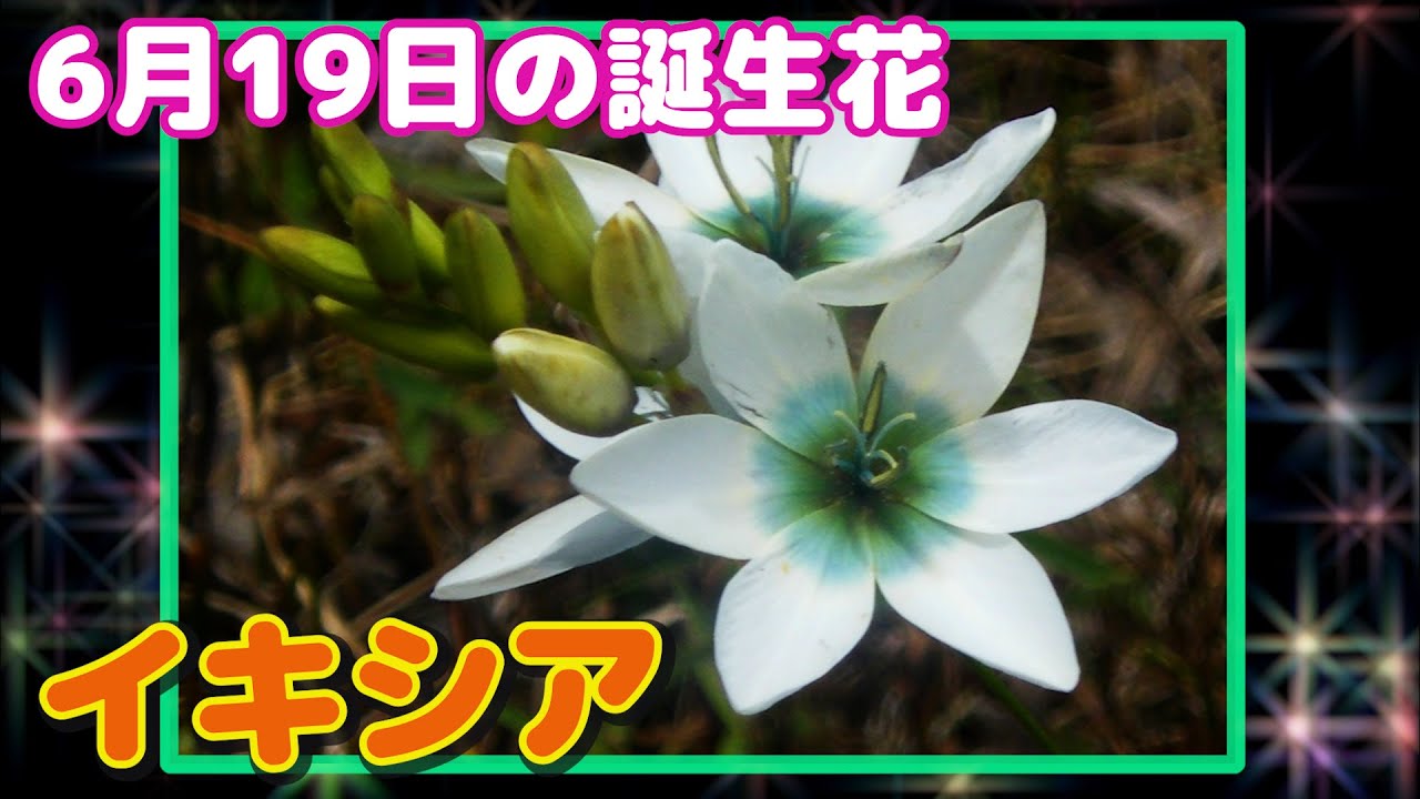 6月19日の誕生花 イキシア どんな花 あなたに送る花言葉は Youtube