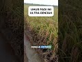 BENIH PADI INI BERUSIA PENDEK #shorts