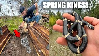 Spring Snake Hunting in South Georgia! - Kings, Giant Rat Snake, and More!