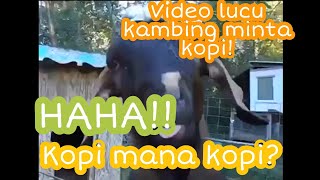 VIRAL VIDEO LUCU KAMBING NGOMONG MINTA KOPI, KOPI MANA KOPI??