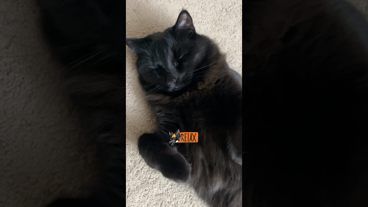 A puppy kitty 🐈⬛ 😊