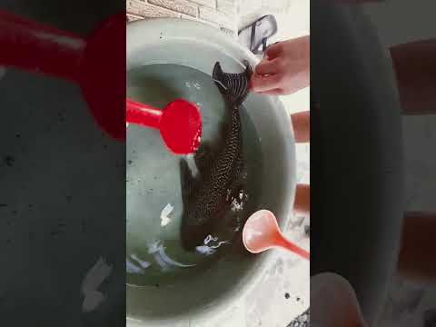 IKAN SAPU SAPU