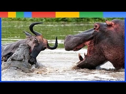 Proof African Hippos Do What They Want National Geographic Proof African Hippos Do What They Want National Geographic