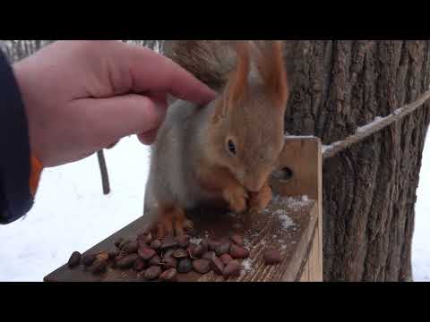 Про белку похожую на Белку- строителя / About a squirrel that looks like a Construction Squirrel