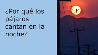 ¿Por qué los pájaros cantan en la noche? #shorts