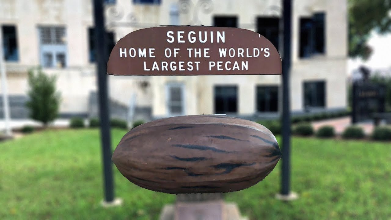 Texas-Sized Nuts! Unveiling the World's Largest Pecan in Seguin - YouTube