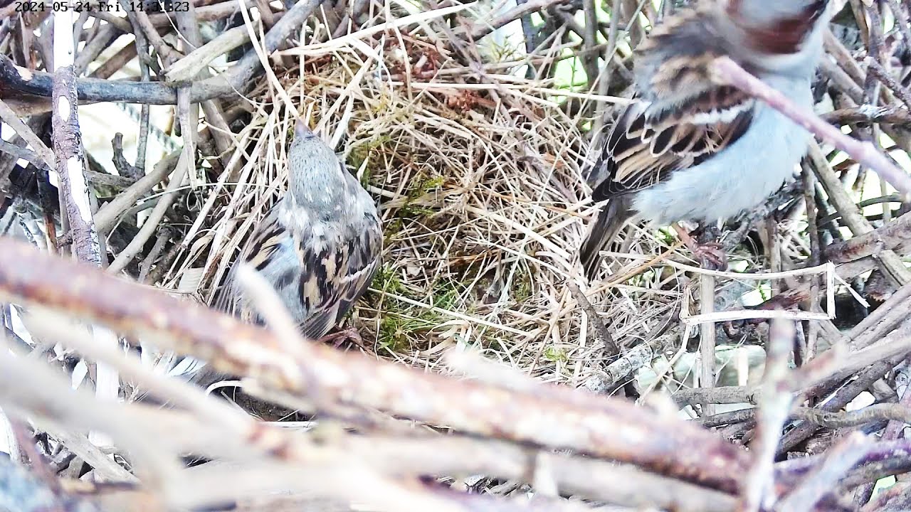240525 magpie's nest, sparrows, again