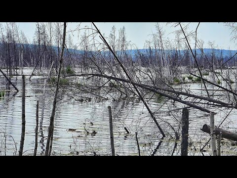 ТУТ ПИZ. ЕЦ! В ЗАТОПЛЕННЫЙ ЛЕС СИБИРИ! ДОРОГА НА РЫБАЛКУ С ПРИКЛЮЧЕНИЯМИ!