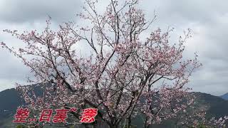 風淒淒意綿綿(江淑娜).mp4 風淒淒意綿綿(江淑娜).mp4
