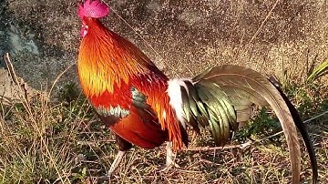 saib qaib dib mos qua zoo dawb ntseg nuab 22)12/24