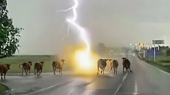 Win or Die 💀 Brave Animals vs Angry Mother Nature [30 min Edition]