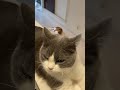 何もしてないのになぜか気持ちよさそうな顔をするイカ耳猫