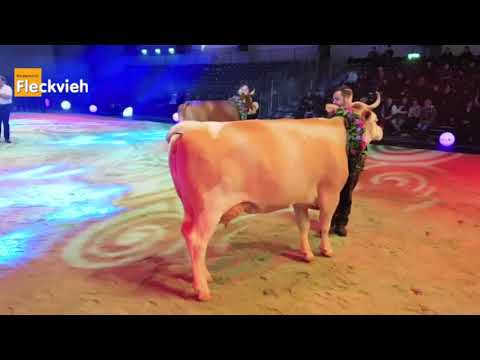Supreme-Champion-Wahl bei der Swiss Expo