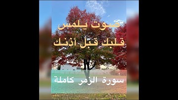 سورة الزمر كاملة  قراءة ورش الشيخ عبد الكبير الحديدي