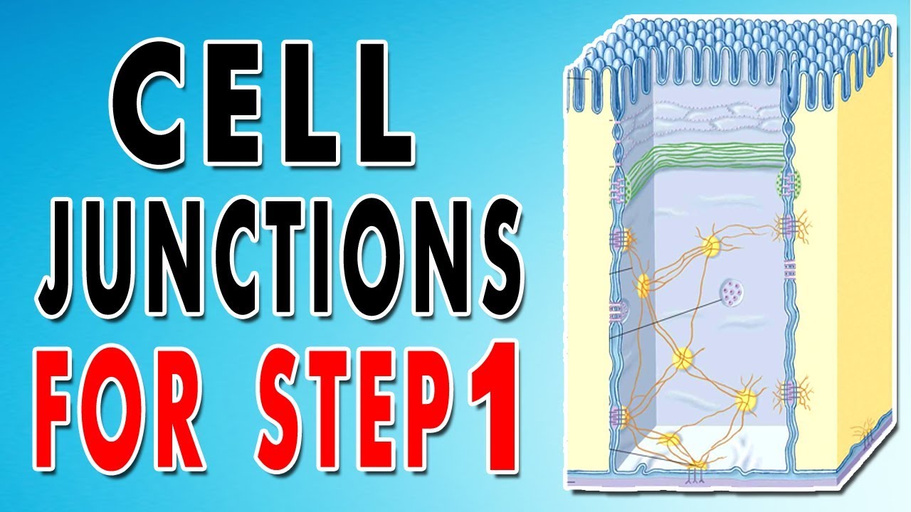 Natur av dumhuvud Tight junctions, Gap junctions, Adherens junctions, Desmosomes and Hemidesmosomes - YouTube Natur av dumhuvud Tight junctions, Gap junctions, Adherens junctions, Desmosomes and Hemidesmosomes - YouTube