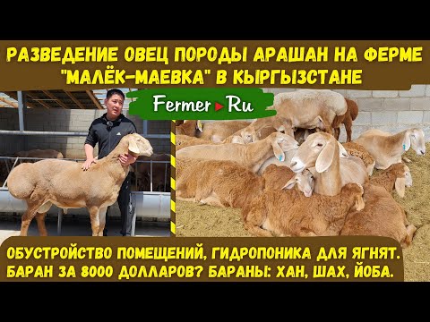 Video: Fermer daimioları necə sevindirdi?