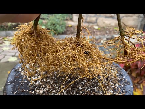 9 Months of Clementine Forest #1 - Lots of Pruning and a Repot - June 2024 to March 2025
