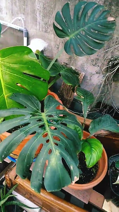 ✨ Laku leluhur Jawa Sareh sumeleh #spiritual #cakra @mbahtunjung1111 #meditasi #ilmuleluhur #laduni