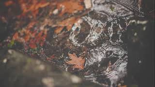 Arabça Düygusal Naşid Neşida Erebî