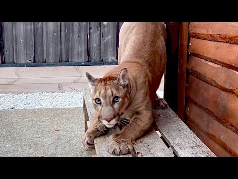 Видео: Шутки природы и недовольный пума Месси!