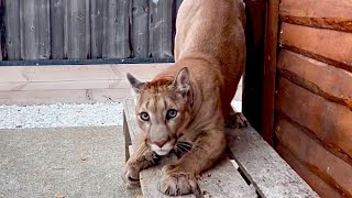 Puma Messi on a walk 3 days apart! The freak of nature and a disgruntled cat