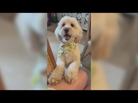 Community concerned after fatal dog attack in Palos Heights