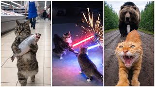 You Won’t Believe What These Sora Kitty Cats Do 😱 This Is Insane! screenshot 2