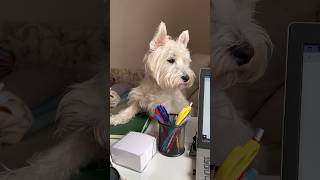 Playful Westie Uma  #dog #westie #puppy