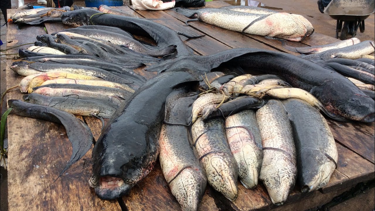 Mud Fish At Gaba Landing Site Kampala Uganda YouTube Mud Fish At Gaba Landing Site Kampala Uganda YouTube