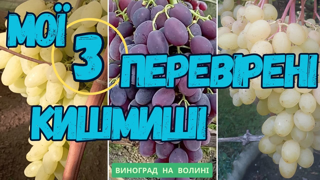 Кишмиші, які дуже подобаються людям 🍇