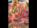 #명품다육 #다육이대품 #국민이 #succulent #창다육