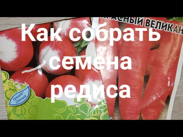 Классная дача. Как собрать семена редиса.