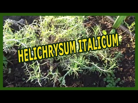 Video: Helichrysum Curry Care - Scopri come coltivare una pianta ornamentale di curry