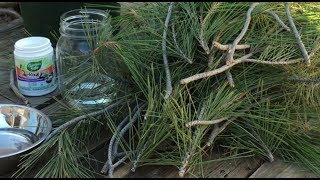 Trying to Propagate Pine Trees From Cuttings