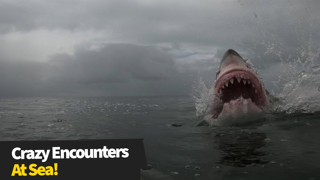 15 Insane Moments At Sea - The Sea Can Be A Scary Place!