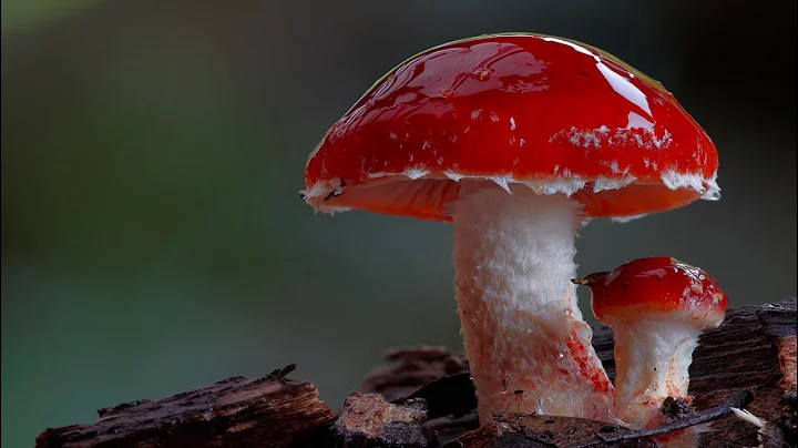 Fungal Morphology: The Parts of a Mushroom - DayDayNews