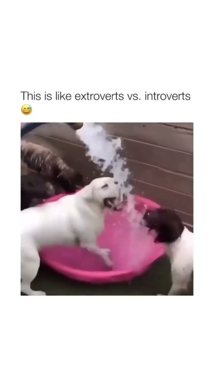 Introverts vs the extroverts in prvnci world