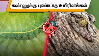 ஆச்சர்யமூட்டும் கண்ணுக்கே தெரியாத உயிரினங்கள் | Surprising invisible creatures