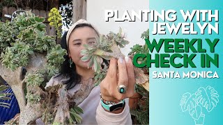 Planting with Jewelyn: Reality of damage from heavy rain | week 157