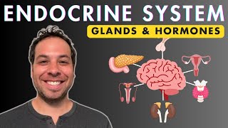 The Endocrine System - Glands and Hormones