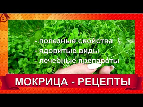 МОКРИЦА -  как лечиться и не отравиться? Ядовитые разновидности, польза, РЕЦЕПТЫ