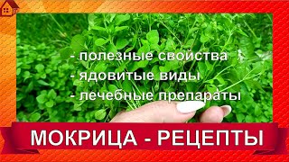 МОКРИЦА - как лечиться и не отравиться? Ядовитые разновидности, польза, РЕЦЕПТЫ