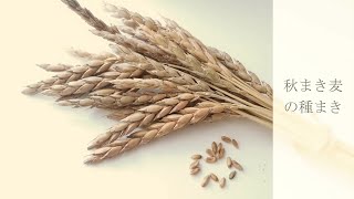 秋まき麦の種まき～六条大麦とスペルト小麦