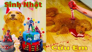 Thú Cưng TV | Cô cô và Sầu riêng #12 | Chó Golden Gâu Đần thông minh vui nhộn | Pets cute smart dog