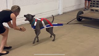 Thai Ridgeback Dog Yunga  UKC Weight Pull Trial  536lb / 244kg  Total Dog Qualifier