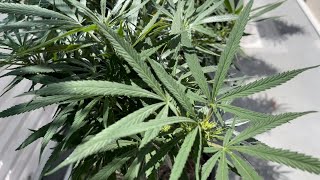 Blue Dream baby buds and Gelato Autos on the balcony