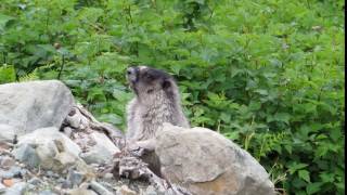 Marmot whistle July 15 2017