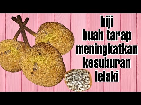 Video: Cara Menanam Breadfruit Daripada Benih - Petua Menanam Benih Breadfruit